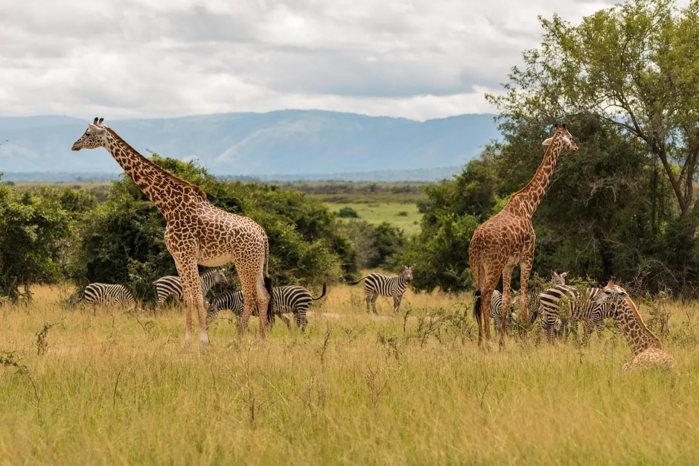 Akagera National Park